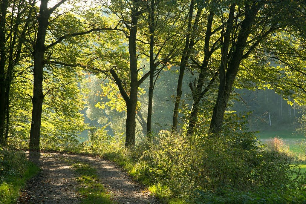 Dirt path winding through a sunlit forest with green trees and golden light through the canopy